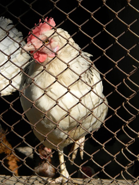 津门虎的试 津门虎的试